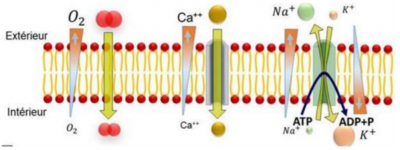 Image fin de fiche.png