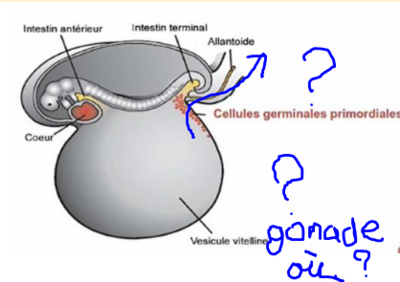 question ontogenese bdr.PNG