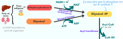 Synthèse TG dans le TA.png