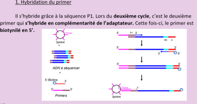 question genetique.PNG