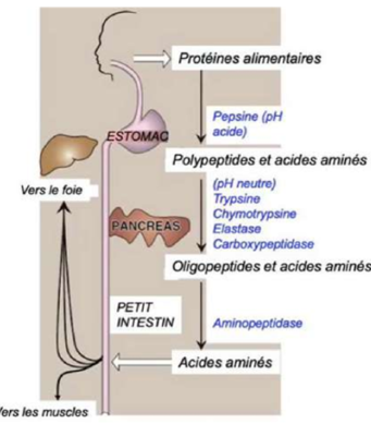 Capture d'écran 2023-10-25 183407.png