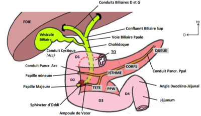 lipases pancréatiques.png