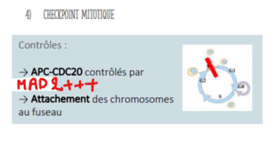 checkpoint mitotique .png