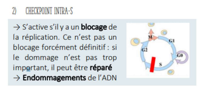checkpoint reconnaissent dommages de l'ADN.png