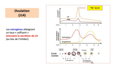 OVULATION 14J.png