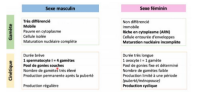 TABLEAU CINETIQUE.png