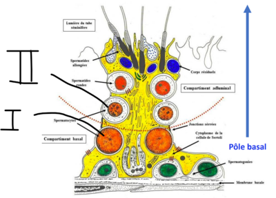 sertoli prof image 2.png