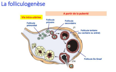 REPONSE PRIMORIDAL.png