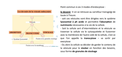 3 voies d'endocytoses.png