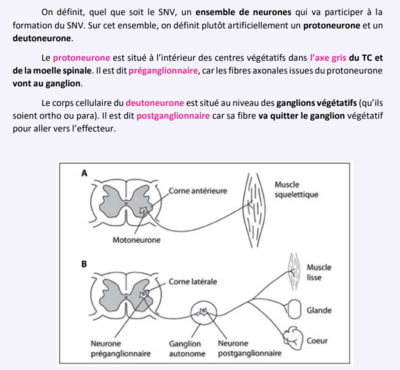 anat deutoneurone.png