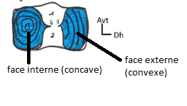 plateau tibial sup.png