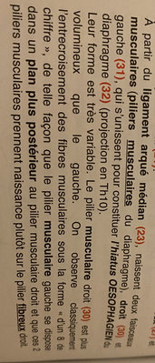 pilier musculaires.jpg