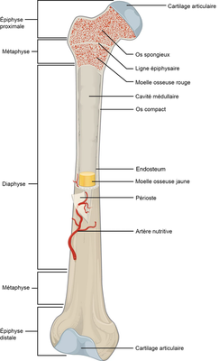 Anatomie_os_long.png