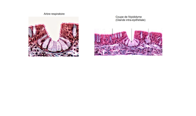 Epithélium similaires.png