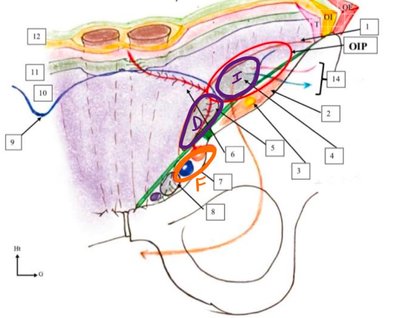 Capture d’écran 2024-02-13 à 12.16.28.jpg