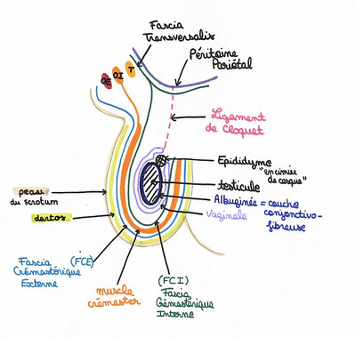 Mon schéma scrotum.JPG