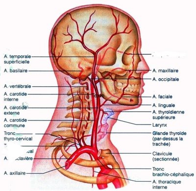Le-systeme-carotidien-Les-arteres-carotides-externes-desservent-la-majeure-partie-des.jpeg