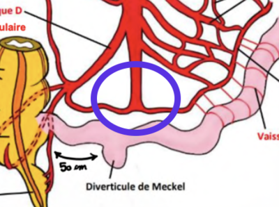Capture d’écran 2024-02-27 à 11.48.07.png
