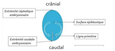 Capture d'écran 2024-03-02 224205.png