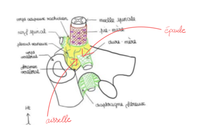 Capture d'écran 2024-03-20 110901.png