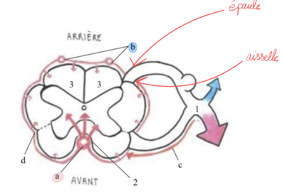 Capture d'écran 2024-03-20 110920.png