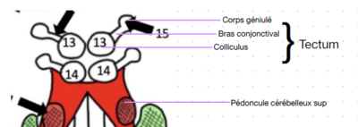 Capture d'écran 2024-03-20 134024.png