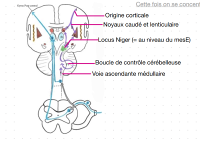 snp extra pyramidale.PNG