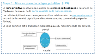 Capture d'écran 2024-03-24 135215.png