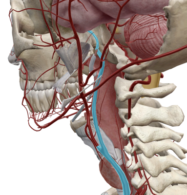Capture d’écran 2024-03-26 à 11.43.08.png