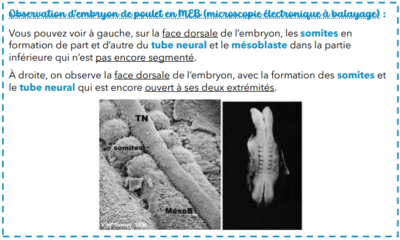 Capture d'écran 2024-04-01 133330.png