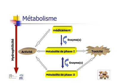 Pharmacocinétique I et II.jpg