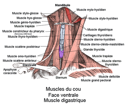 719px-Muscle_digastrique.png