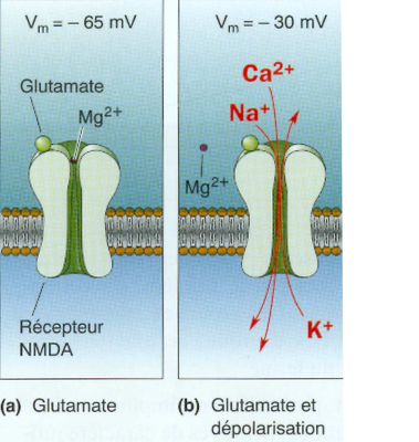 Récepteur NMDA.png