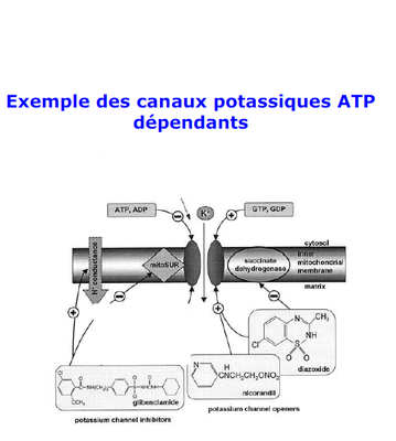 Exemple des canaux potassique ATP-dépendant.png