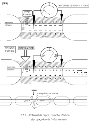 _S.9_Potentiels_de_nerf-2.gif