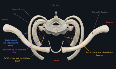 Petit creux sus claviculaire.png