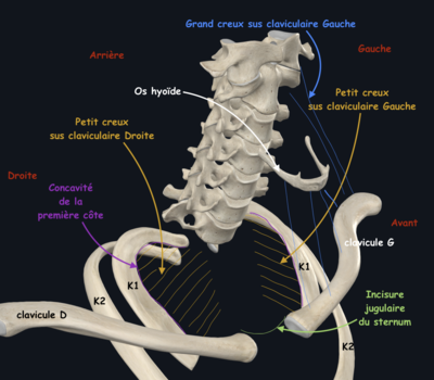 Petit creux sus claviculaire 2.png