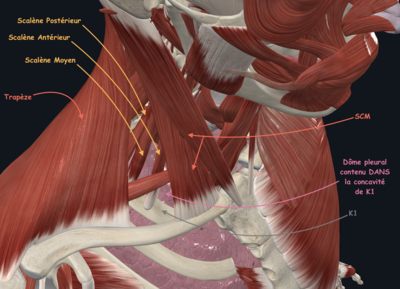Anatomie du cou.png