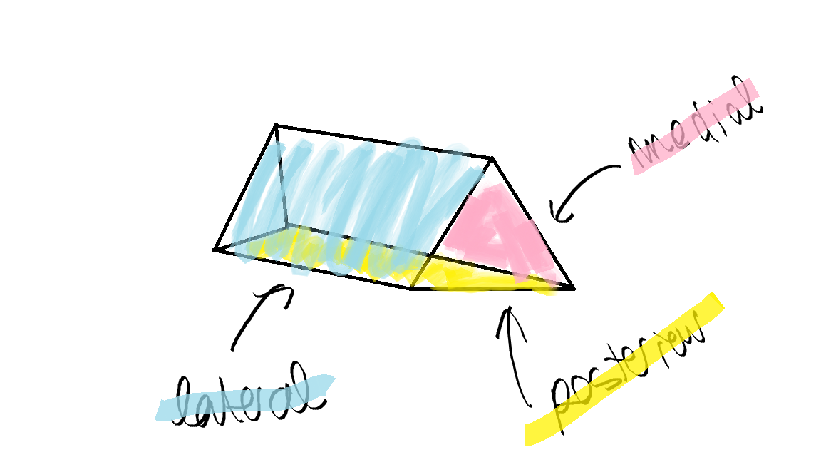 delimitation orifice inguinale superficiel.png