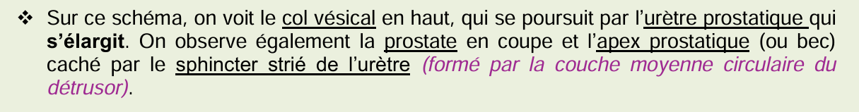 errata agm sphincter urètre.PNG