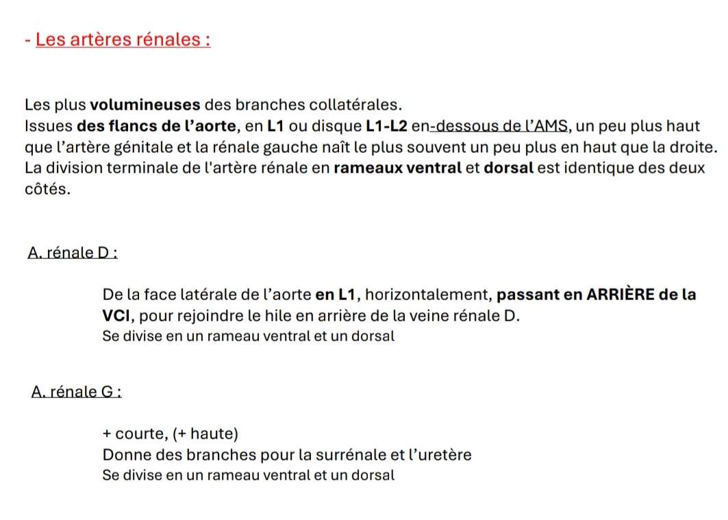 Texte cours abdomen.jpg