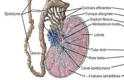 Testicule vue de face.png