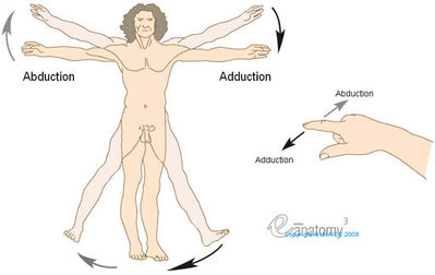 abduction-adduction_medical512.jpg