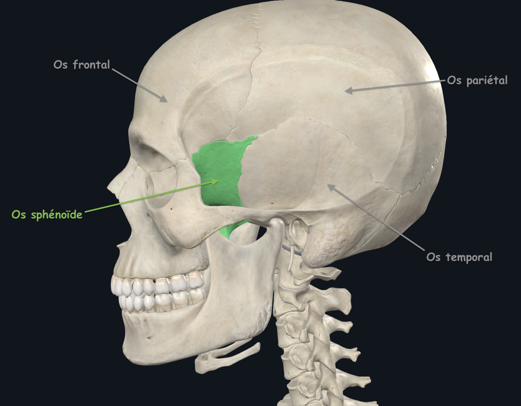 sphénoïde 1.png