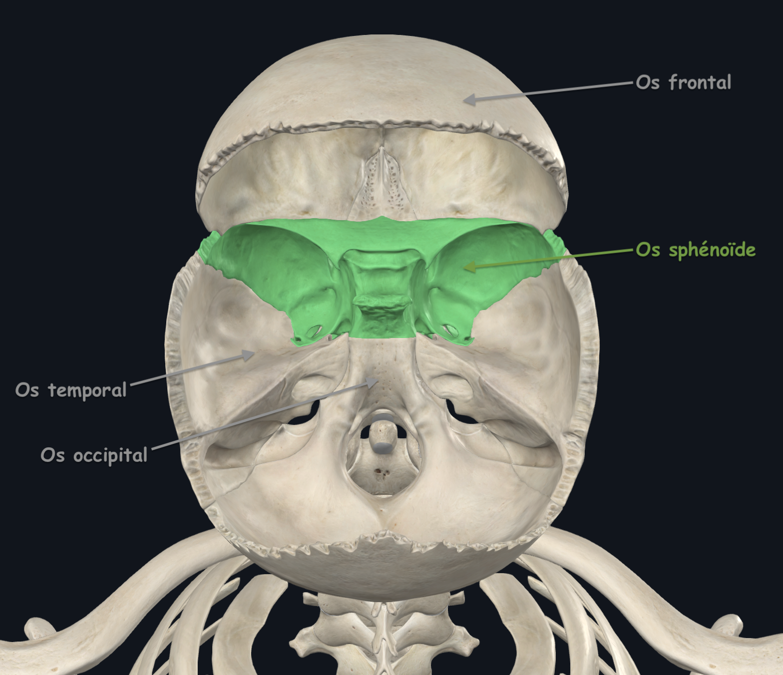 sphénoïde 2.png