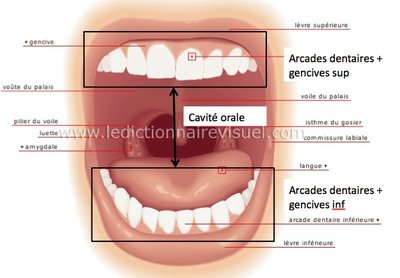 Cavité orale.jpg