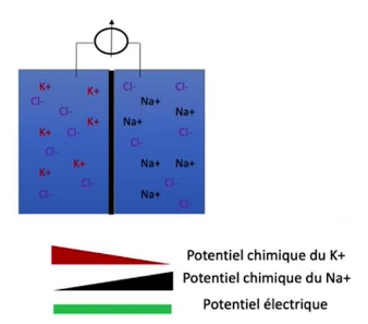 Capture d'écran 2025-09-04 102737.png