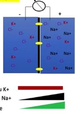 Capture d'écran 2025-09-04 103416.png