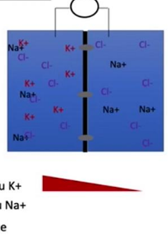 Capture d'écran 2025-09-04 104428.png