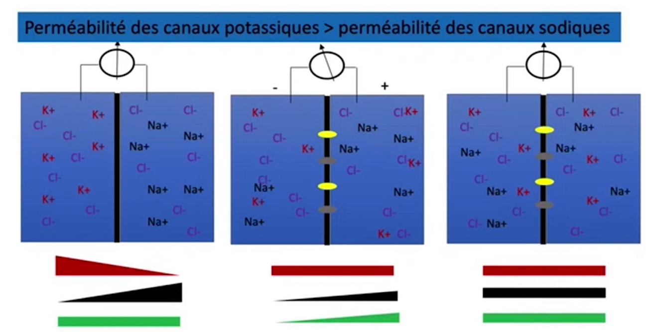 Capture d'écran 2025-09-04 104534.png